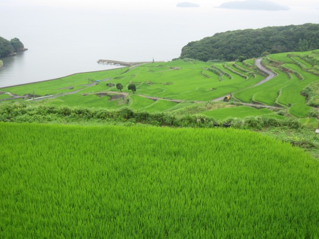 7月3日棚田