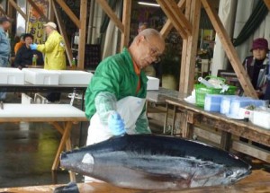 鷹ら島まぐろ解体