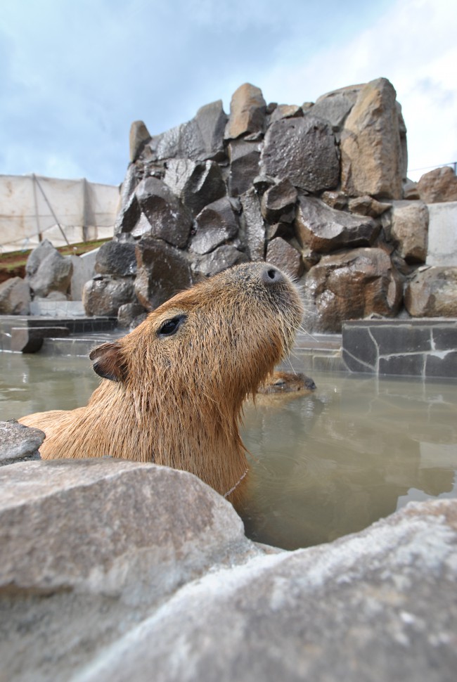 カピバラ温泉③