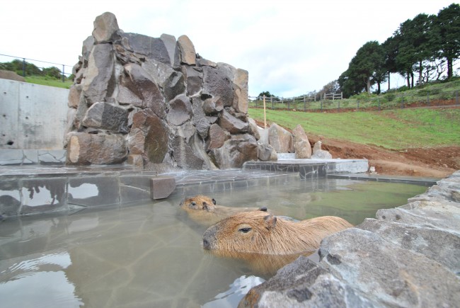 カピバラ温泉①