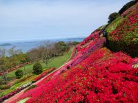 不老山総合公園　つつじ