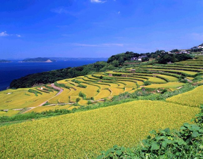 長崎県松浦市福島町　土谷棚田